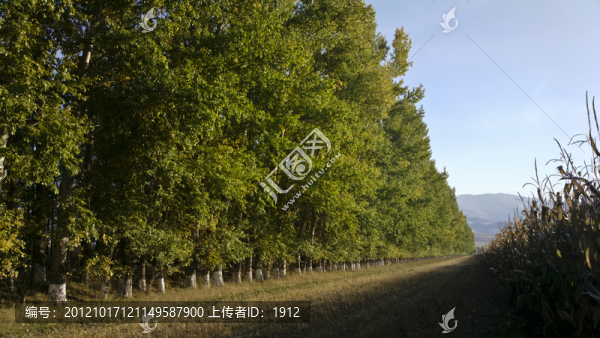 樹林