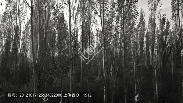 樹林