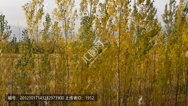 小樹林
