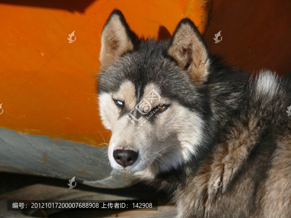 名犬哈士奇