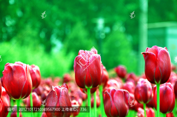 濟(jì)寧百花園,郁金香