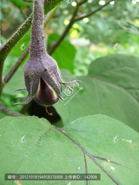 茄子