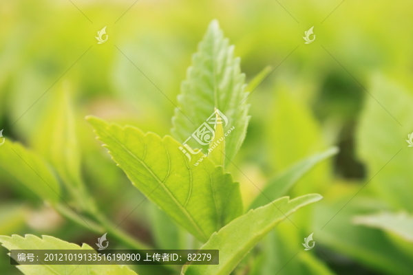 葉子
