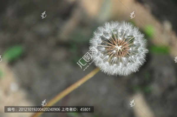 蒲公英