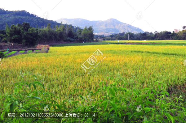 田園風(fēng)光,農(nóng)田,家園
