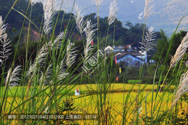 田園風(fēng)光,農(nóng)田,家園