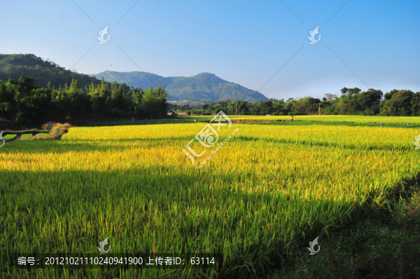田園風光,農(nóng)田