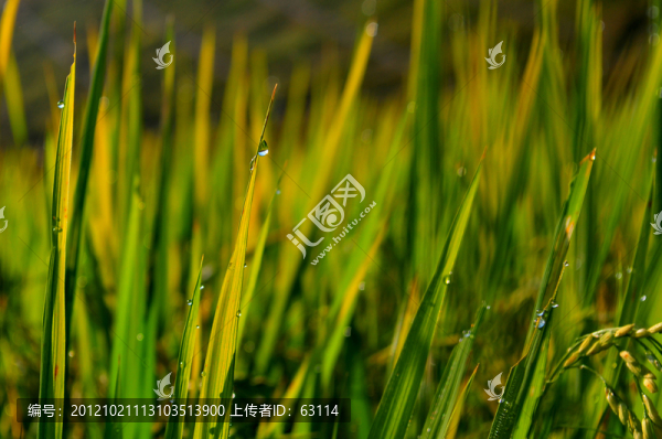 五谷雜糧,水稻葉子,露珠