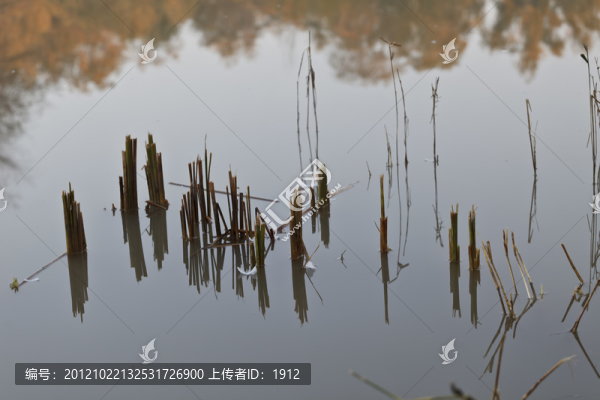 蘆葦