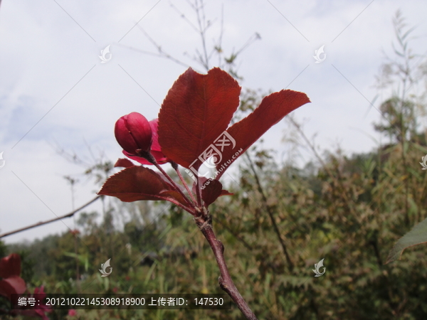 含苞待放