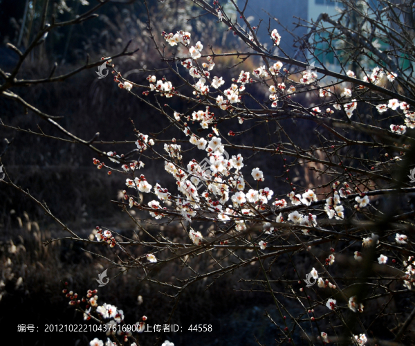 梅花