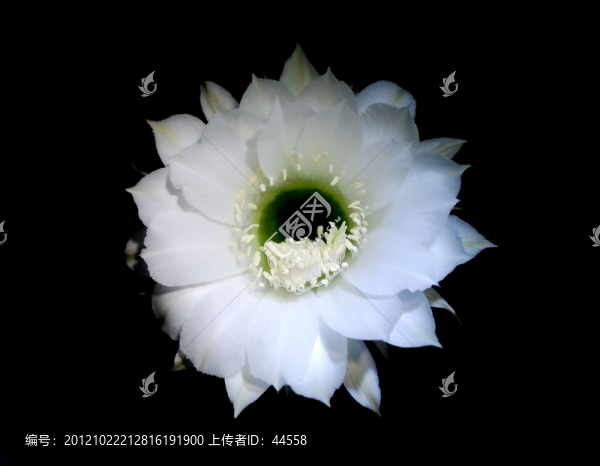 仙人球花