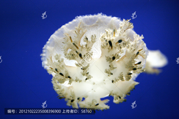 熱帶魚類