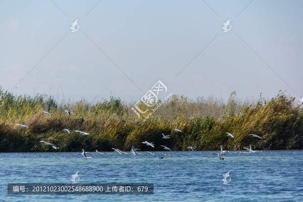 水鳥樂園