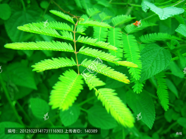 美字綠葉