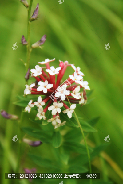 野花
