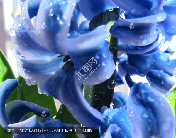風(fēng)信子