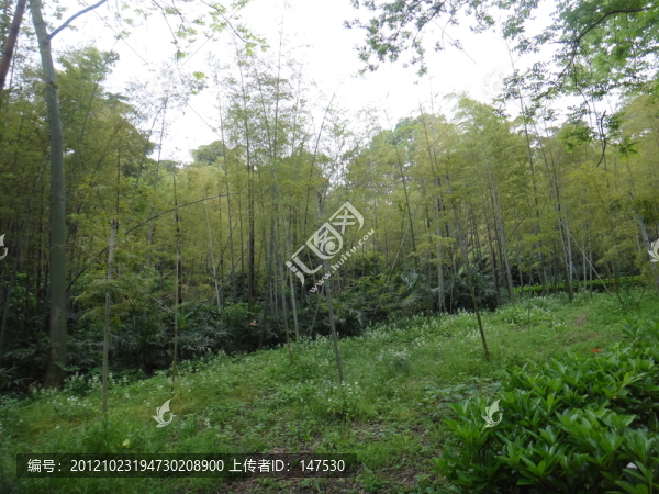 竹林