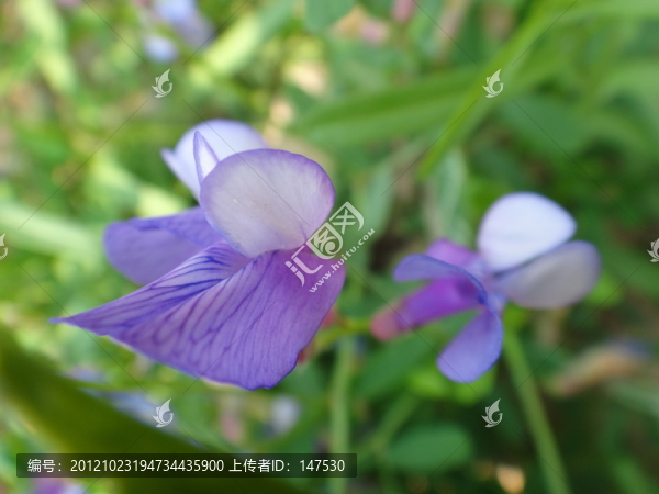 燕兒草