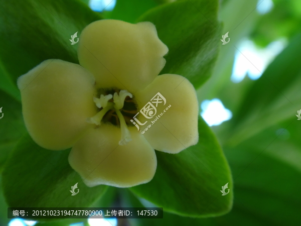 柿子花