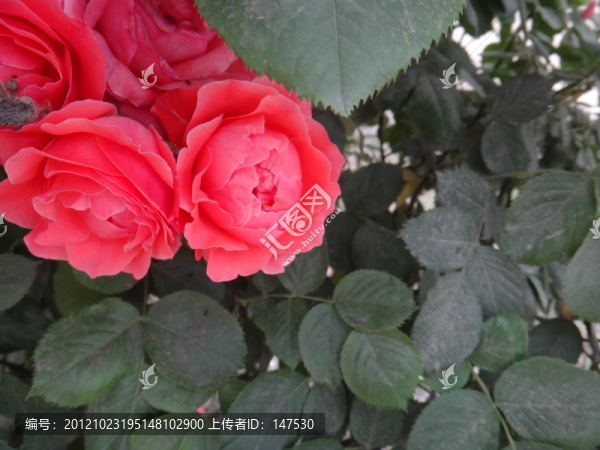 月季花