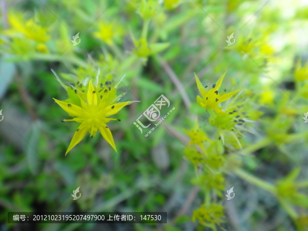 星星草