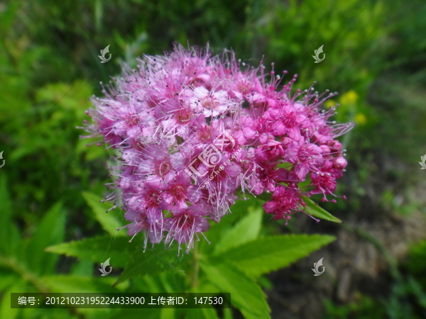 珊瑚花