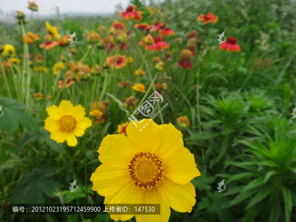 黃花草