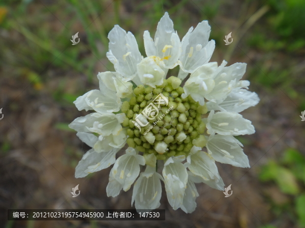 韭菜花