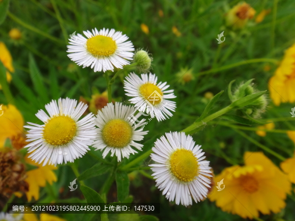 小蓬草花