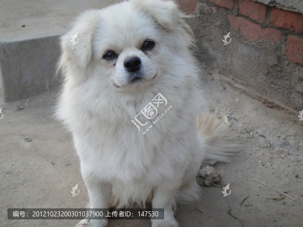 可愛(ài)狗狗