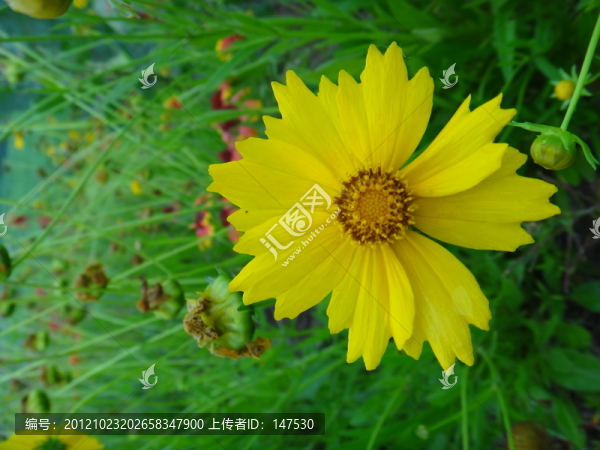 鮮花