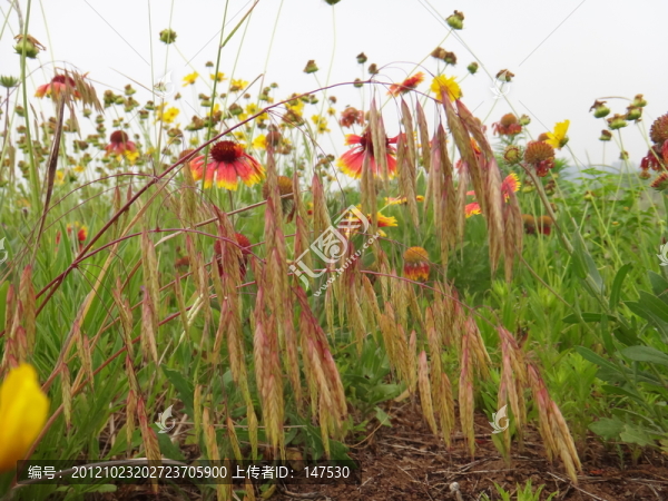 野燕麥