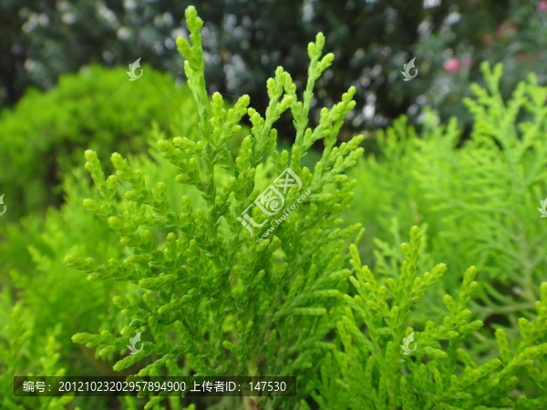 小柏樹