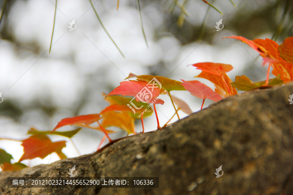 頤和園,秋景,紅葉