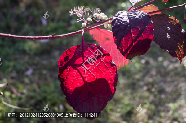 紅葉