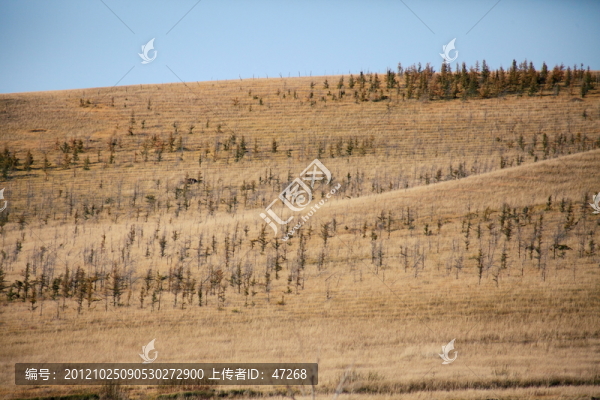 草原樹林