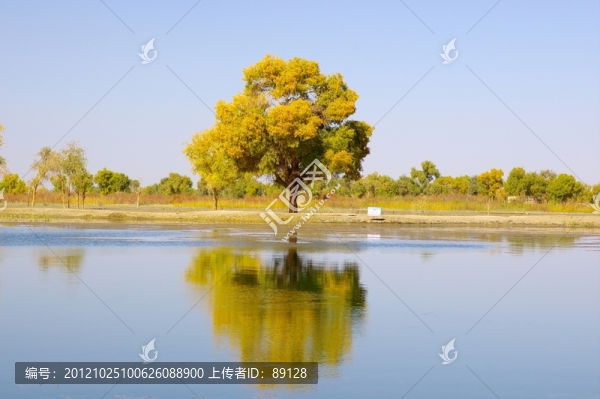 水邊胡楊