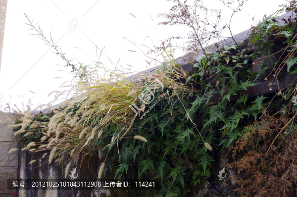 殘墻枯草