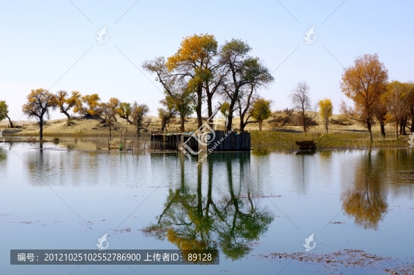 水邊胡楊秀倒影