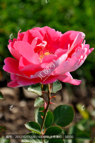 月季花