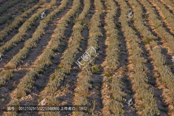 薰衣草