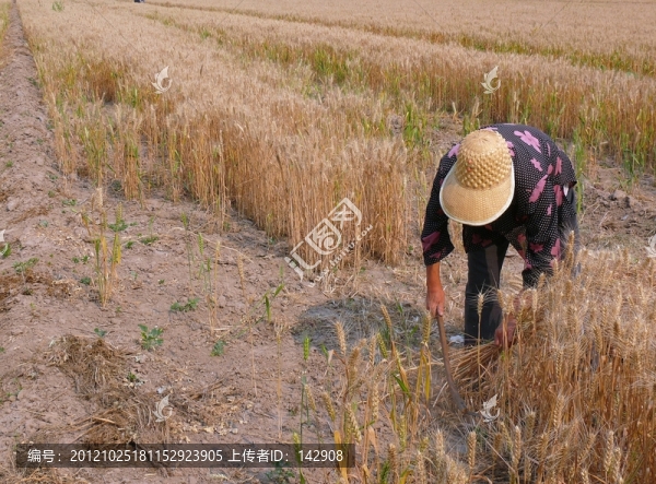 收割麥子