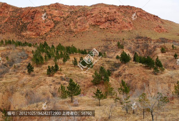內(nèi)蒙古赤峰紅山,人工林