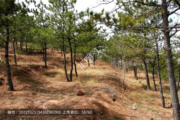 內(nèi)蒙古赤峰市,人工造林