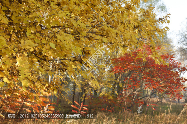 秋色