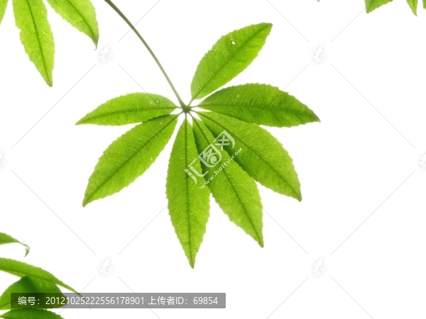 樹葉創(chuàng)意素材