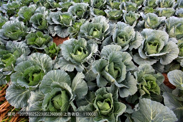 包菜園