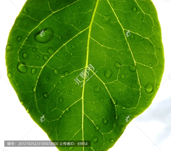 樹(shù)葉攝影素材