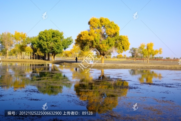 胡楊的倒影